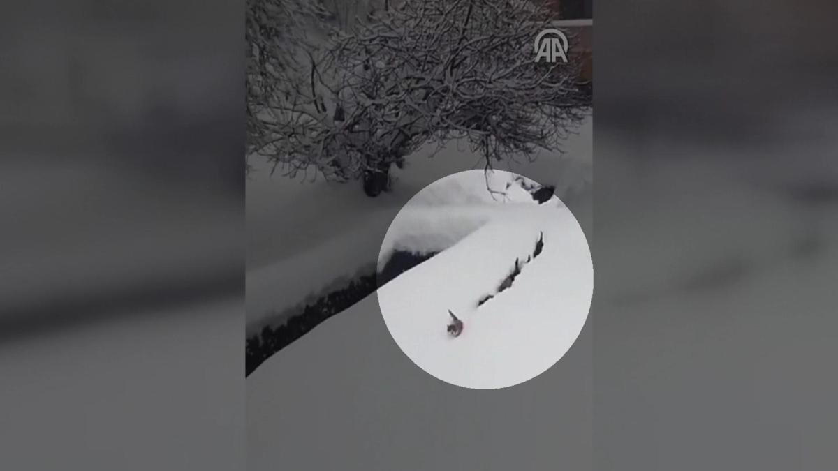 1 metrelik kara aldırmadılar! ''İmamın kedileri'' kamerada