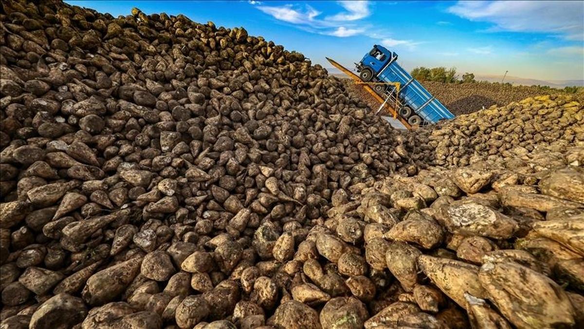 Şeker pancarında rekor yıl! Üretim 2,9 milyon tonu bulacak