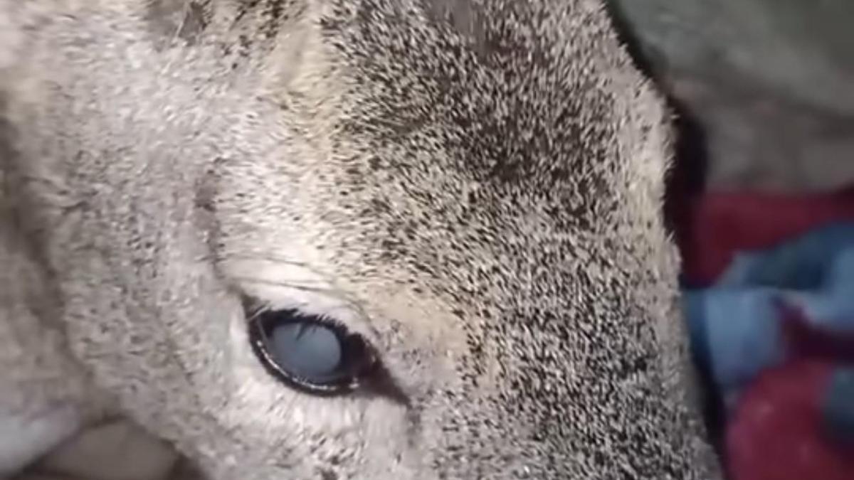 Yaralı bulduğu karacayı evine götürdü