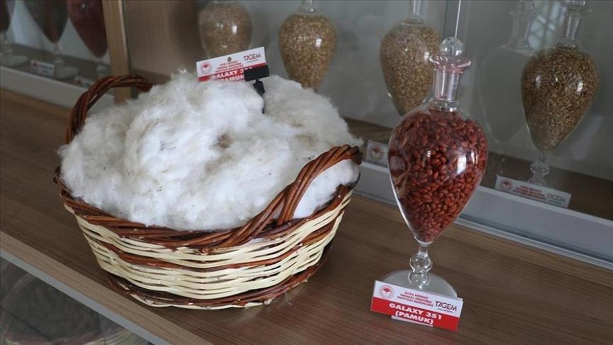 Yerli pamukta yeni başarı: Galaxy 351 tescillendi