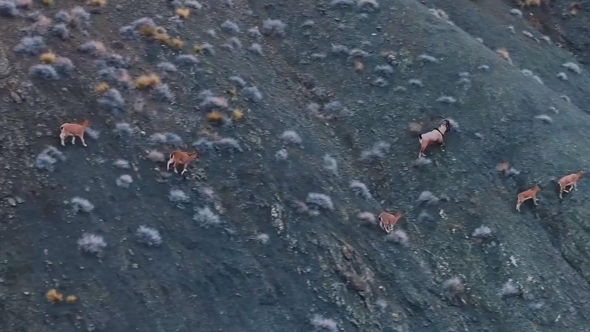 Giresunun dağlarındaki yaban keçileri mercek altında