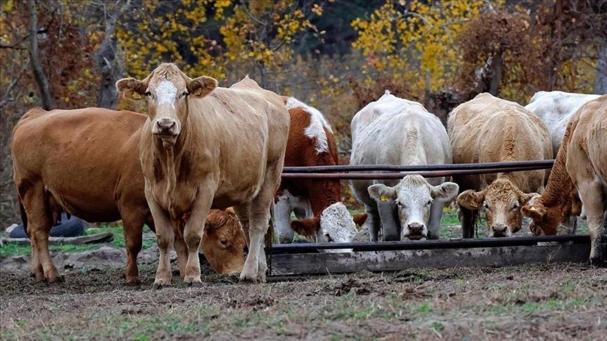 TÜRKİYEM-BİRden üreticilere müjde: Yem fiyatları sabit