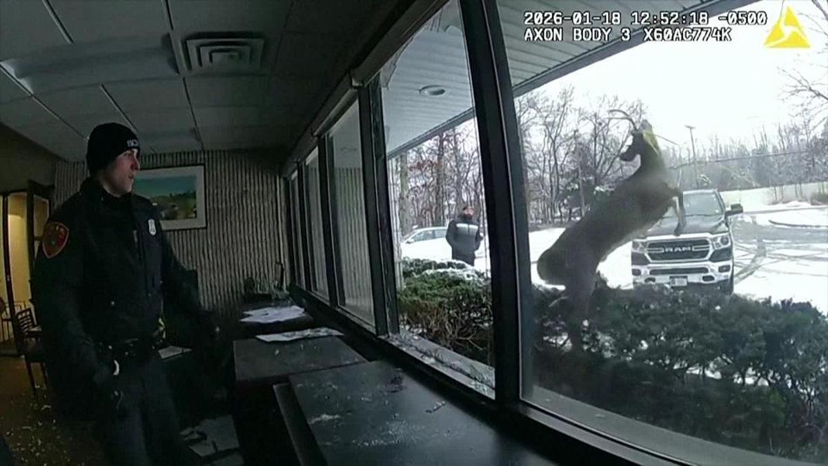 ABD'de film gibi 'banka soygun'u! Hırsız geyik çıktı...