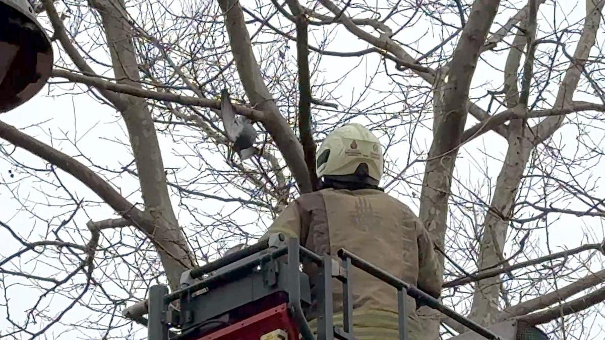 İstanbul - Avcılarda ayağına ip dolanan güvercini itfaiye kurtardı