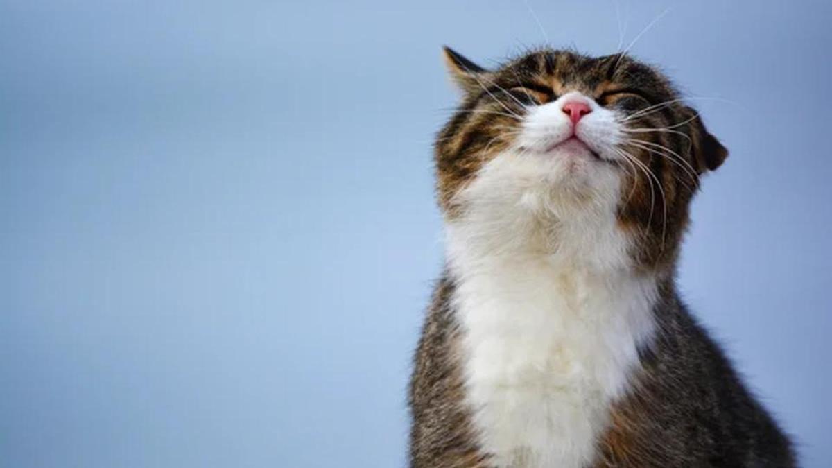 ŞAKA DEĞİL GERÇEK! Üzerine kedi düşen hastaya 50 bin lira tazminat