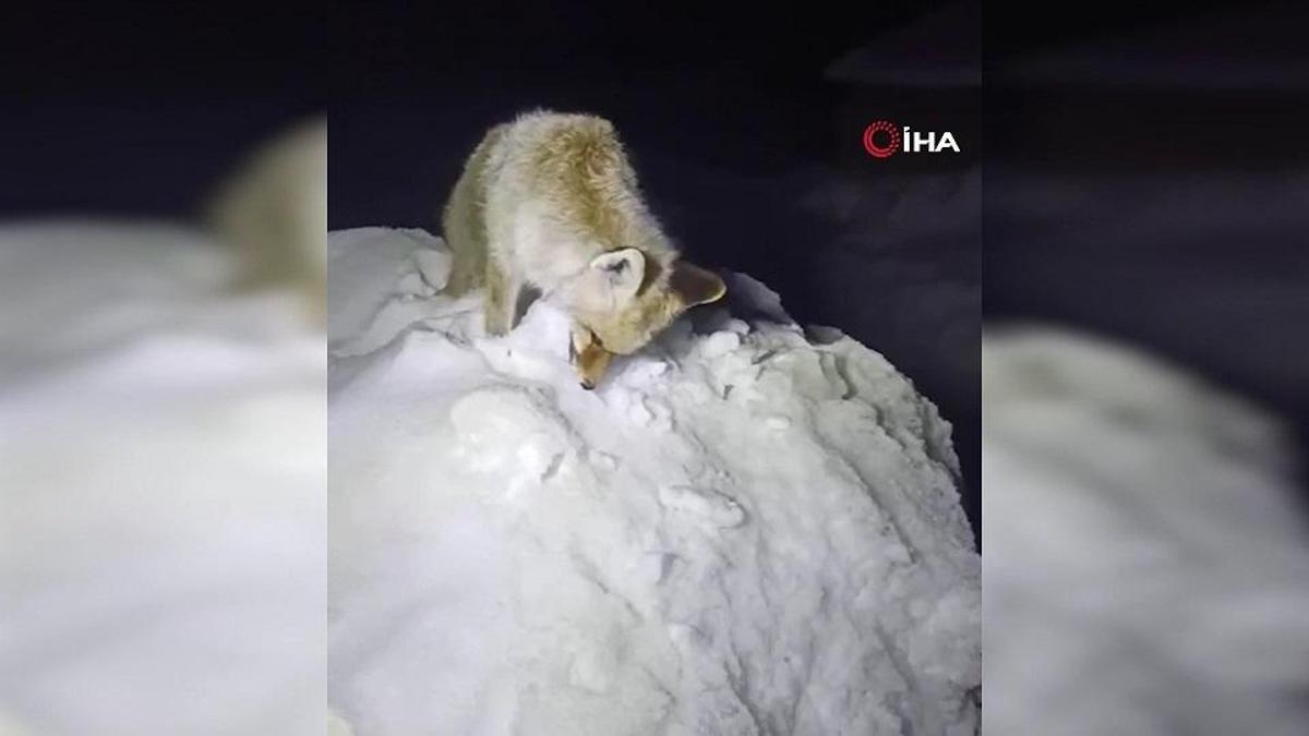 Dondurucu gecenin acı tablosu... Yiyecek arayışındaki tilki böyle bulundu