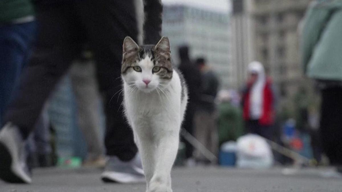 İstanbulun kedileri Fransız medyasında