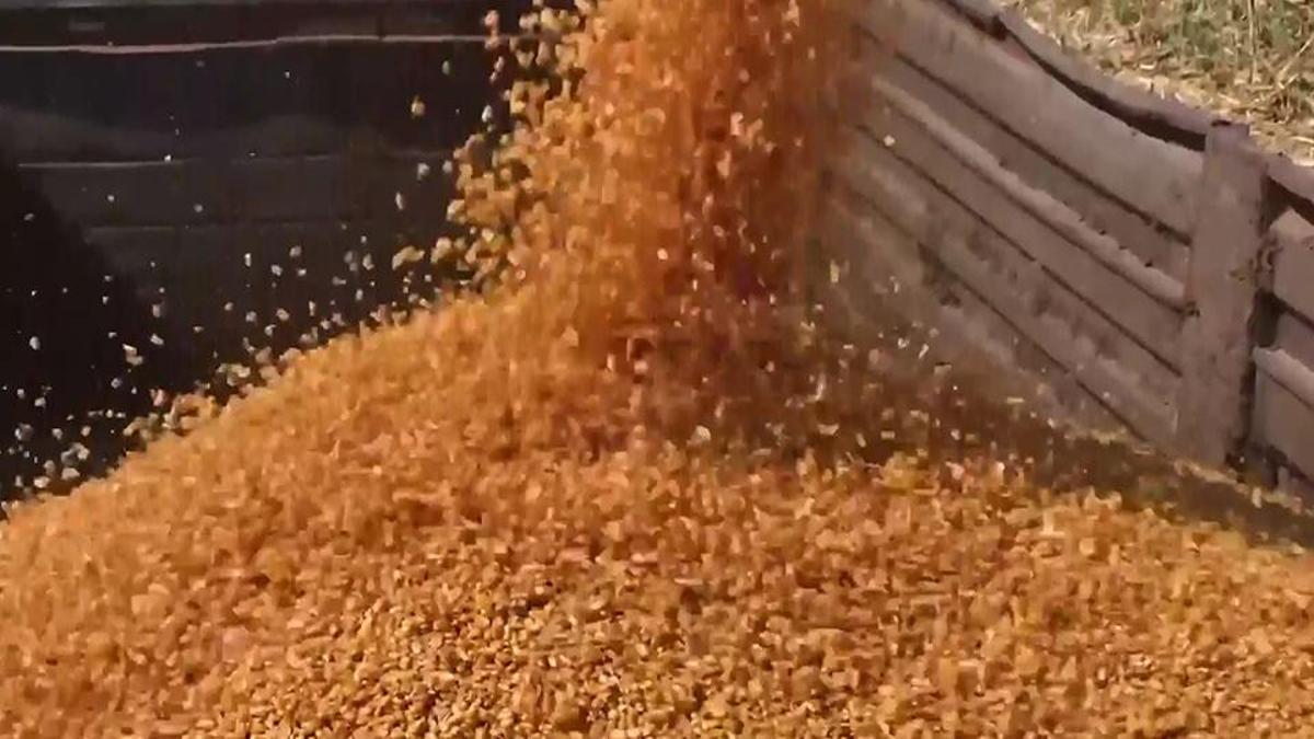 Artan yem ve buğday fiyatına önlem