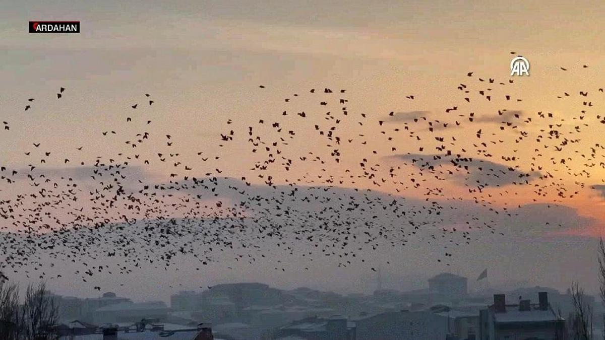 Gün batımında kuşların eşsiz dansı...