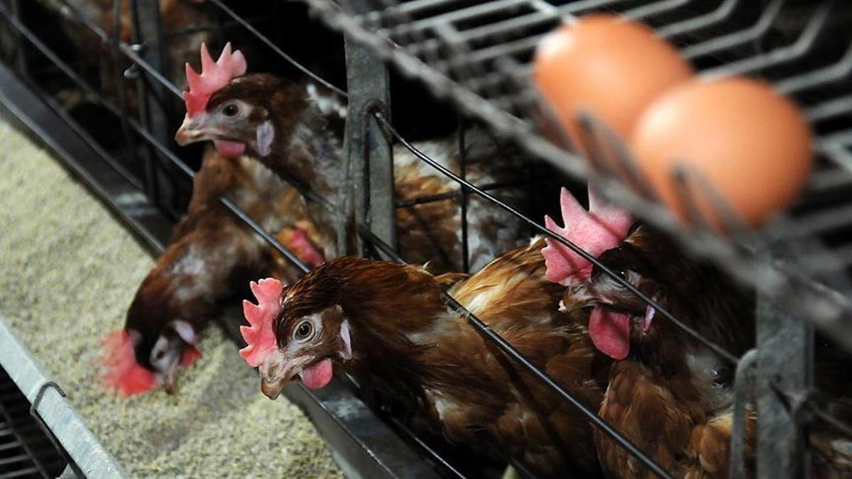 Ticari kanatlı işletmelerine yeni biyogüvenlik düzeni