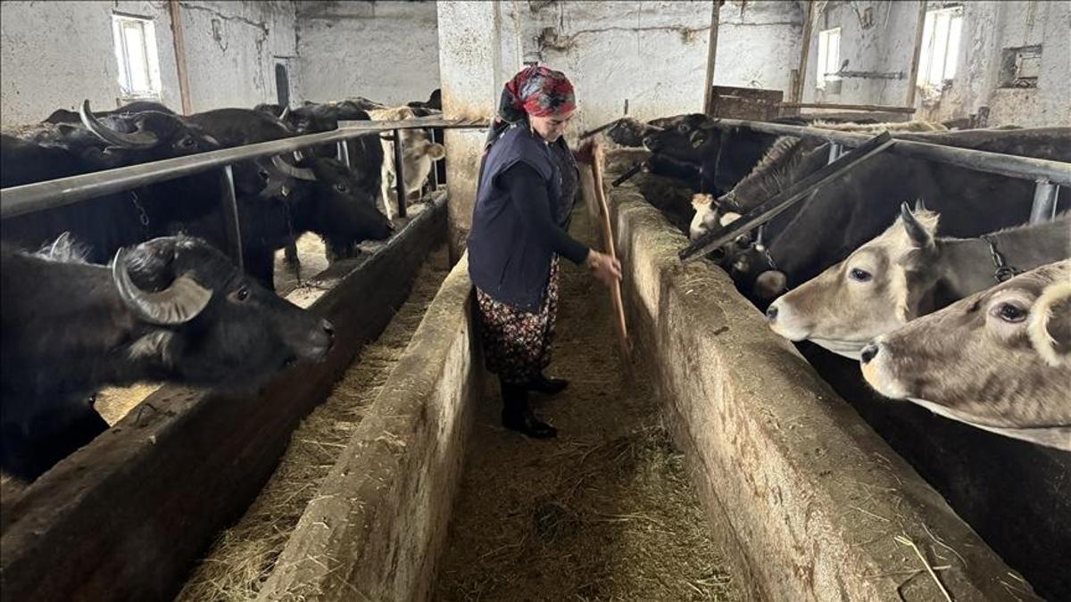 Hakkaride kadın girişimcinin manda serüveni: 5 mandadan 20ye