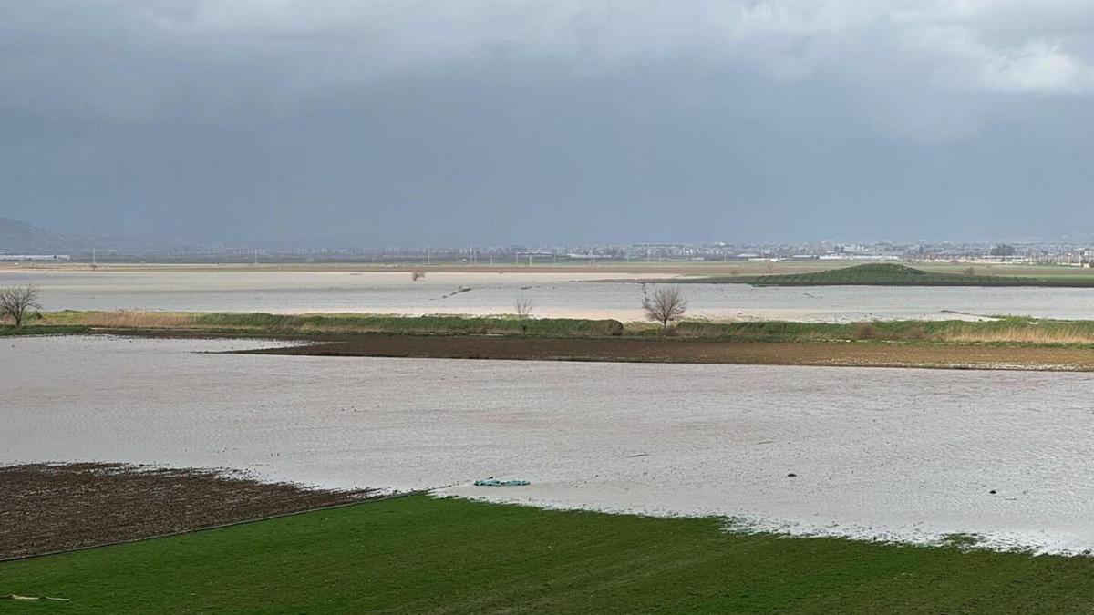 İzmir'de yağışlar çiftçinin yüzünü güldürdü