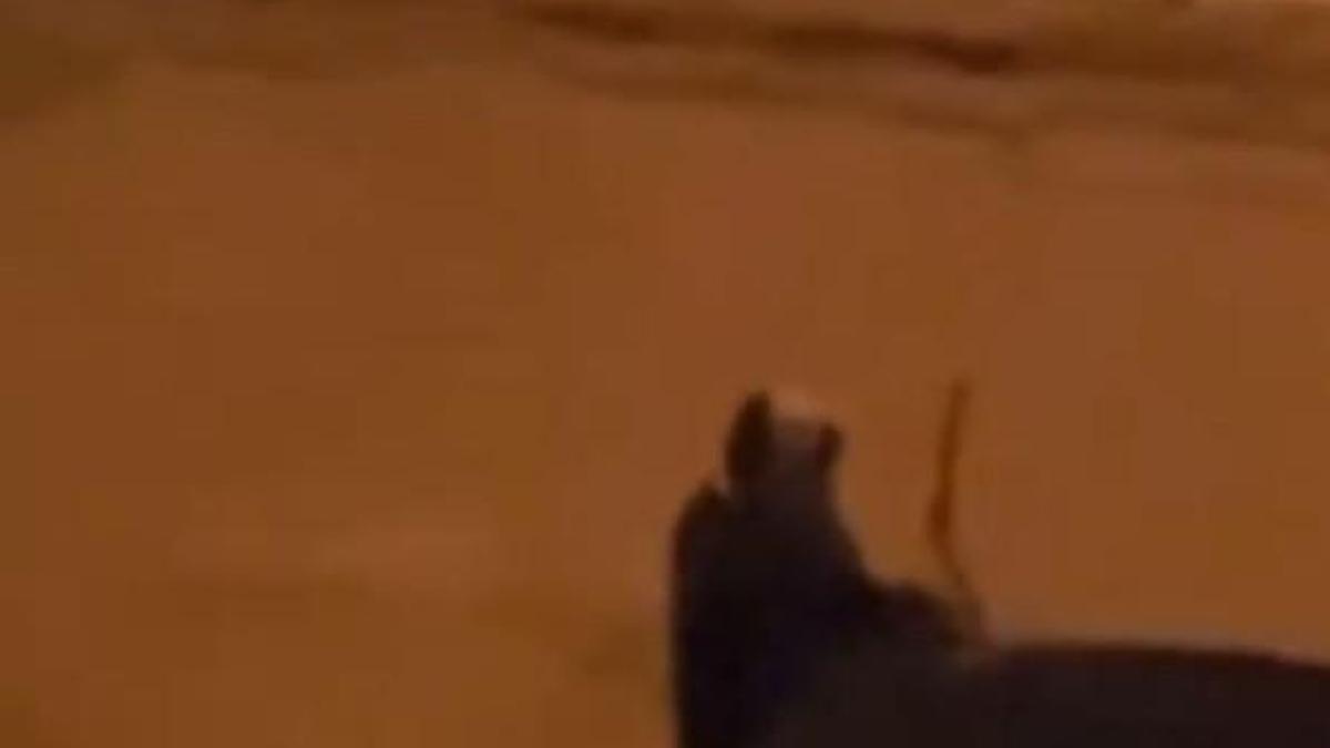 Alkollü olduğu iddia edilen kadın, araçların sileceklerini kırdı