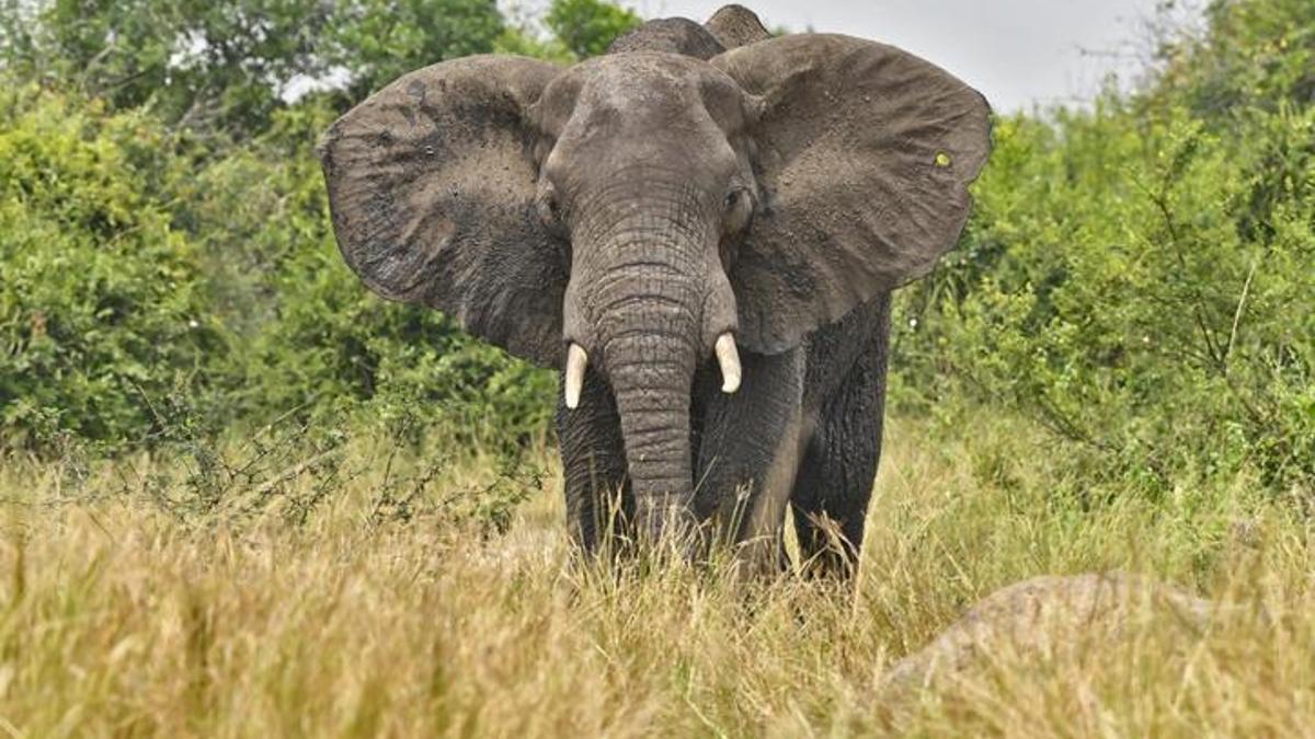 Tayland'da kamp alanında dehşet! Fil saldırısına uğrayan turist, hayatını kaybetti