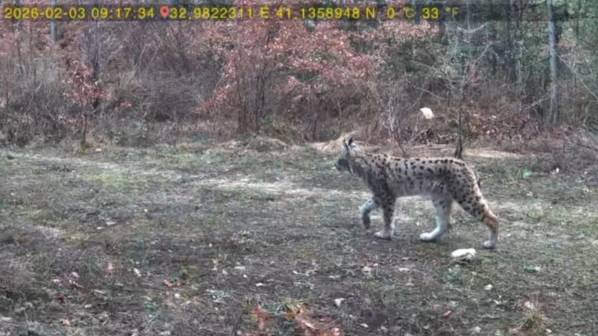 Karabükte yaban hayatı fotokapanla görüntülendi