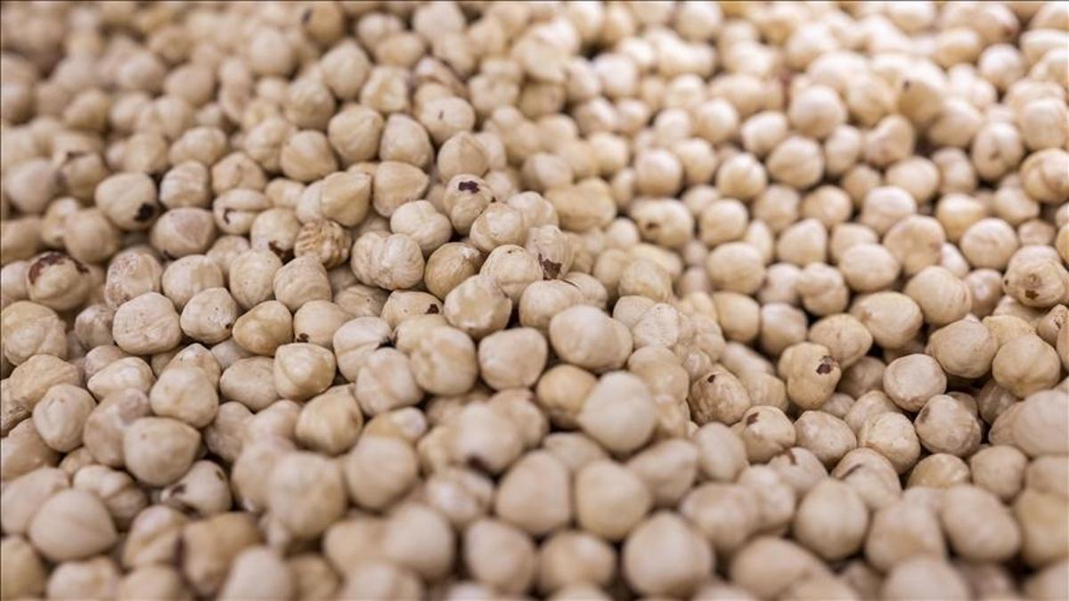 Fındık sezonunda ilk 5 ayın karnesi belli oldu