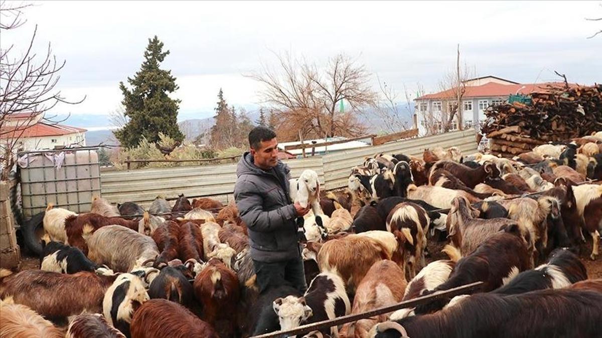 Depremde hayvanlarını kaybetti, devlet desteğiyle sürüsünü yeniden büyüttü