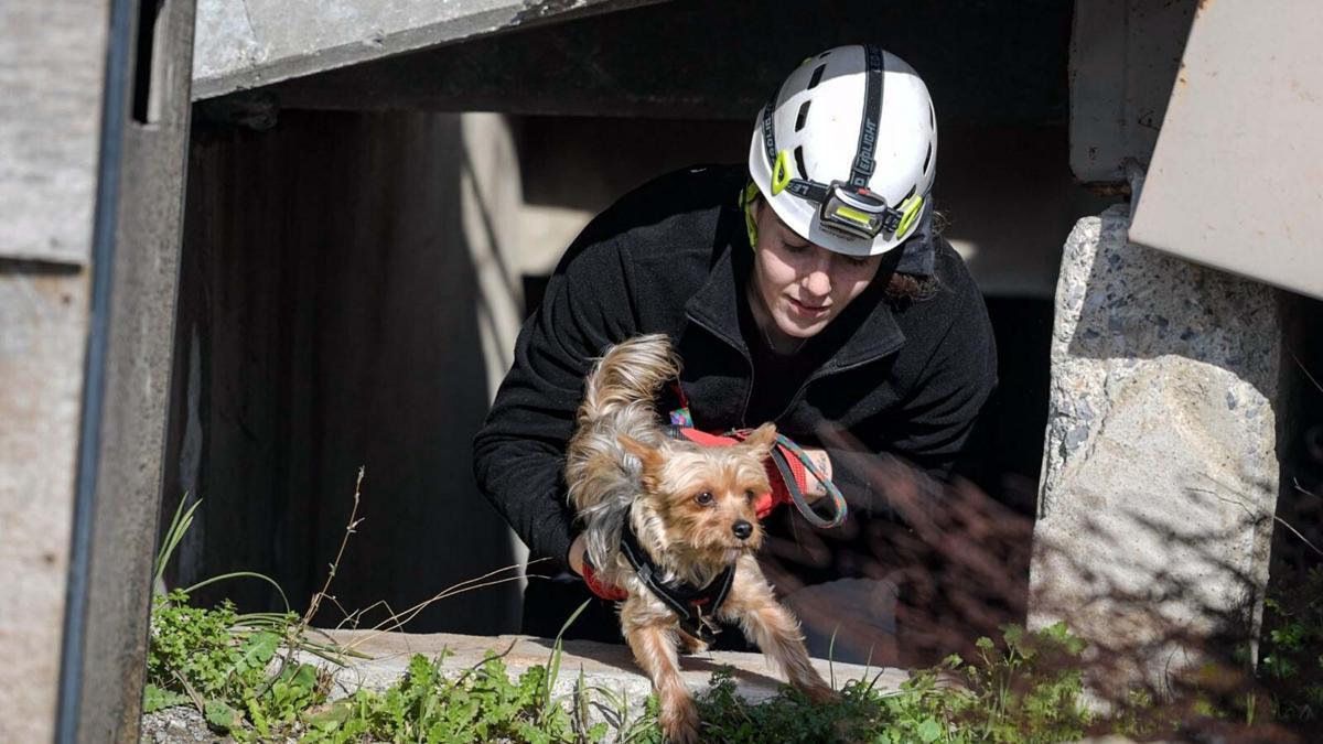 İzmir'de afetzede hayvanlar için ilçelere arama kurtarma eğitimi