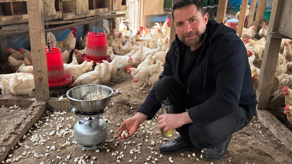 Strese giren tavukları için kümeste mısır patlatıyor