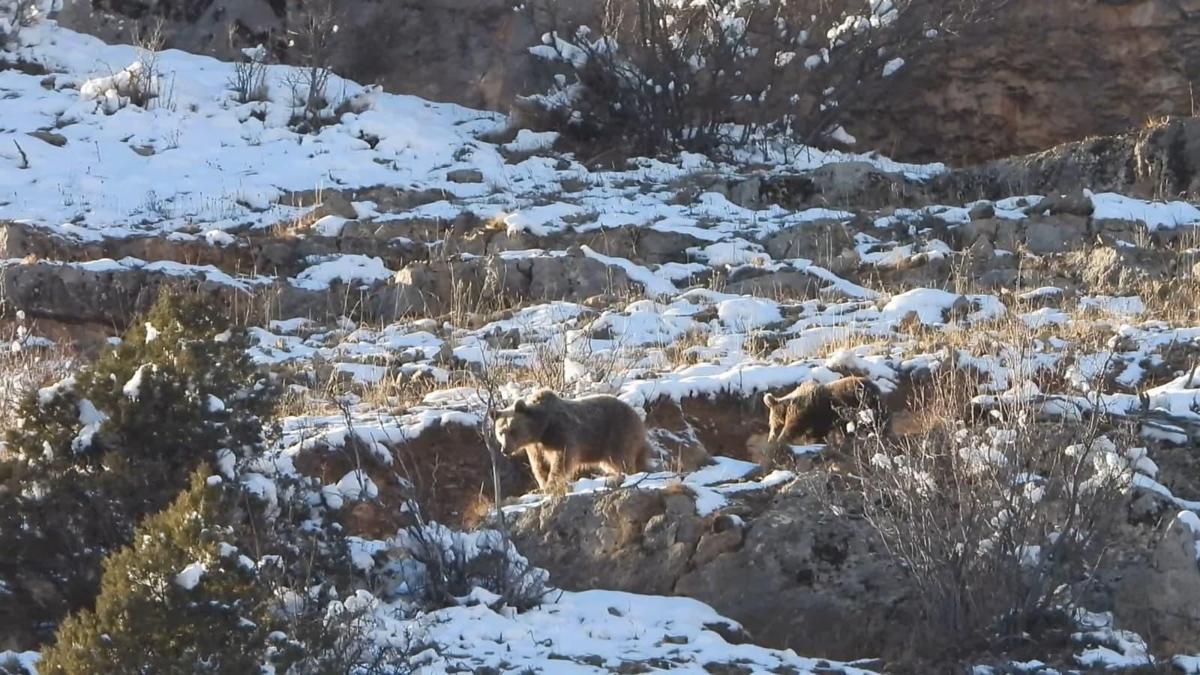 Gümüşhanede yiyecek arayan ayı ve yavrusu kamerada