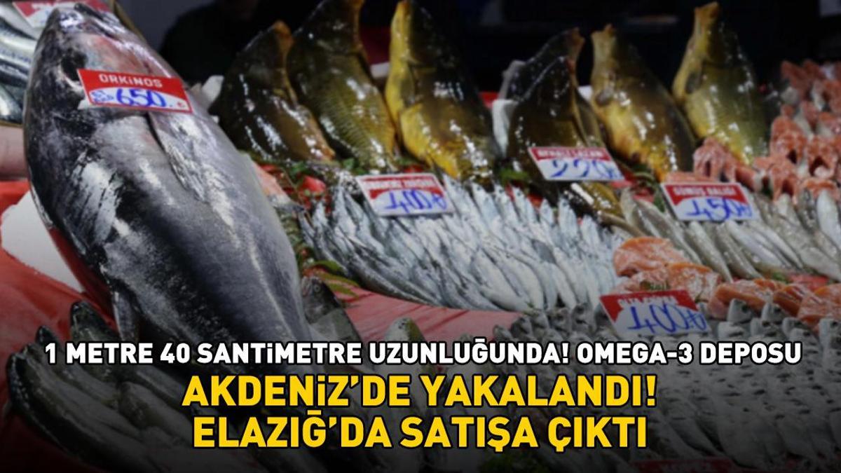 Akdeniz'de yakalandı, Elazığ'da satışa çıktı! Kilosu 650 lira! Omega-3 deposu: Kalp sağlığını koruyor, kötü kolesterolü düşürüyor