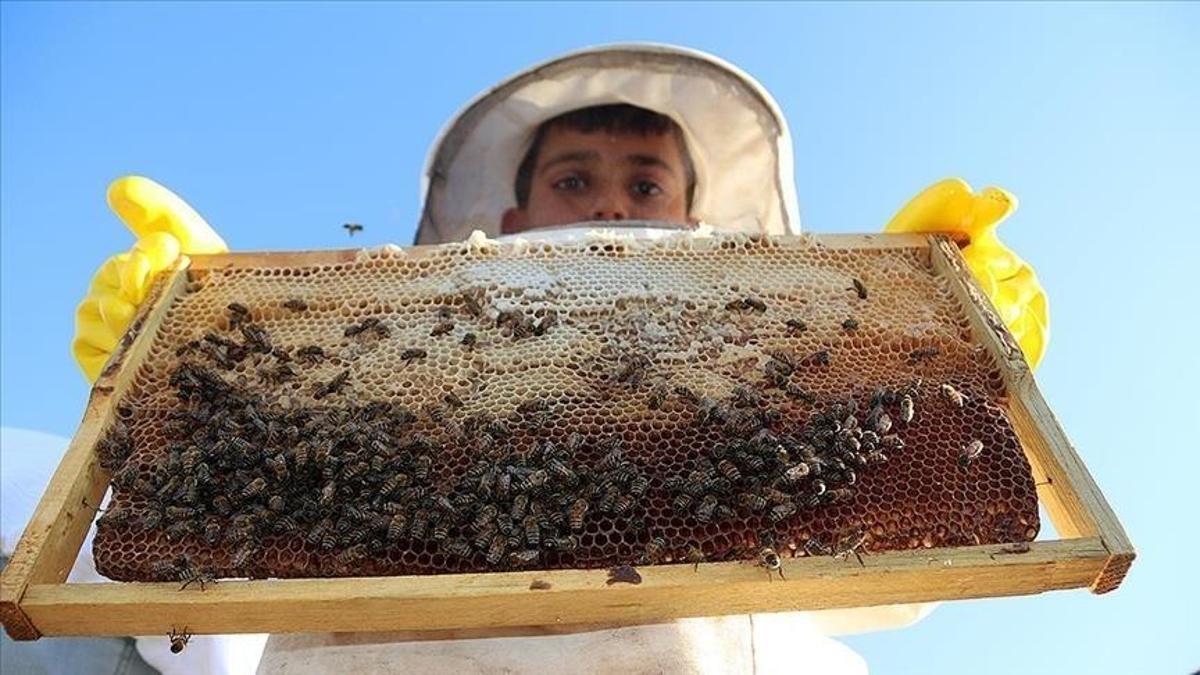 Türkiyede bal üretimi arttı: Koloni sayısı azalırken verimlilik yükseldi