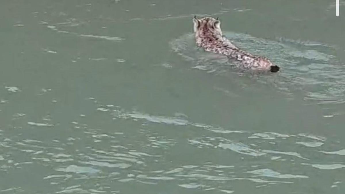 Nesli tehlike altında olan vaşak, çaydan geçerken görüntülendi