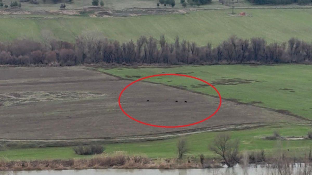 Hevsel Bahçelerinde domuz sürüsü görüntülendi