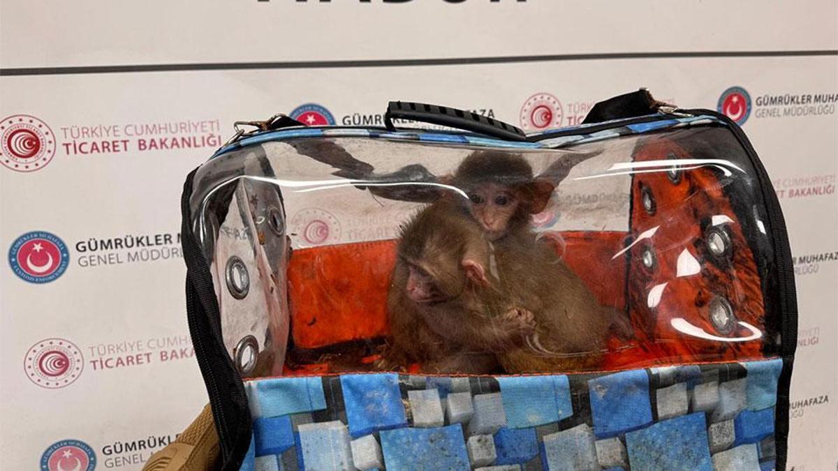 Ticaret Bakanlığı 85 binden fazla canlı hayvan ele geçirdi
