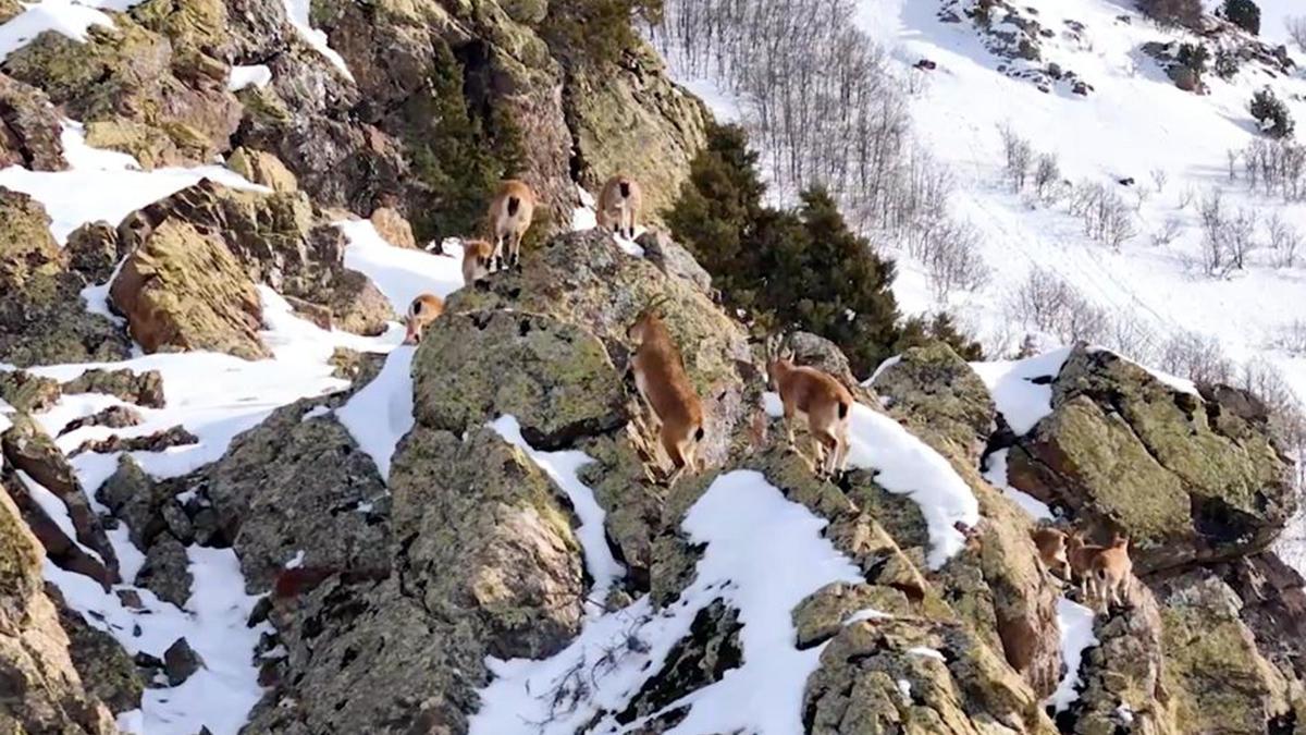 Munzur Dağlarında sürü halindeki dağ keçileri dronla görüntülendi