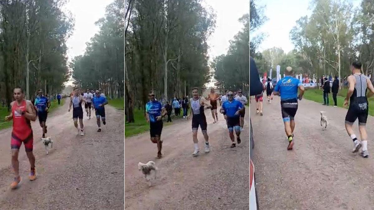 Parkura kaçak giren kuzu, triatlon yarışına renk kattı