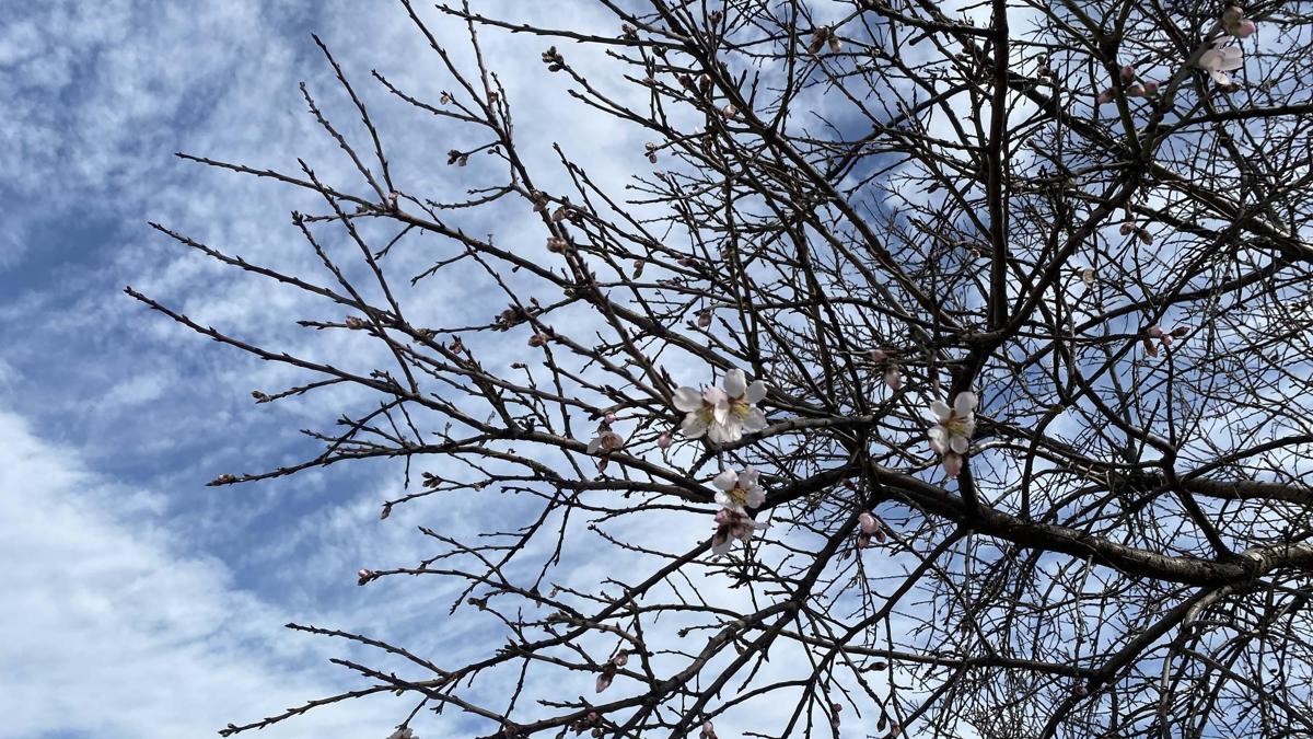 Manisa'da badem ve erik ağaçları şubat ayında çiçek açtı