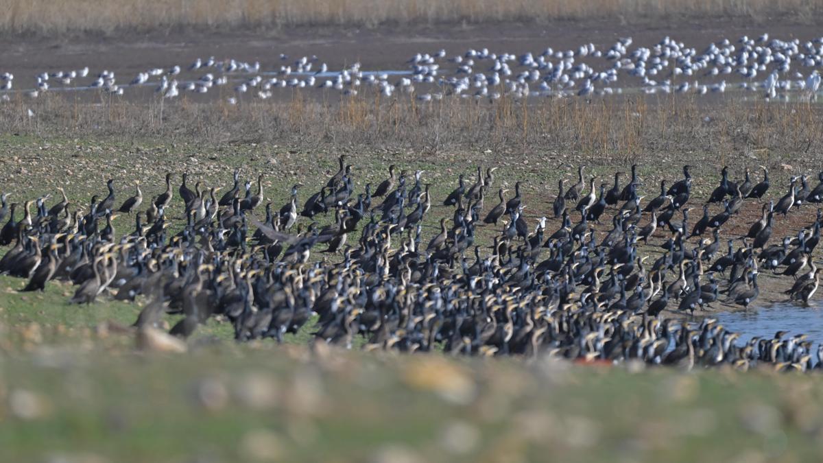 Diyarbakır'daki Kabaklı Göleti'nde binlerce kuş, bir arada beslenirken görüntülendi