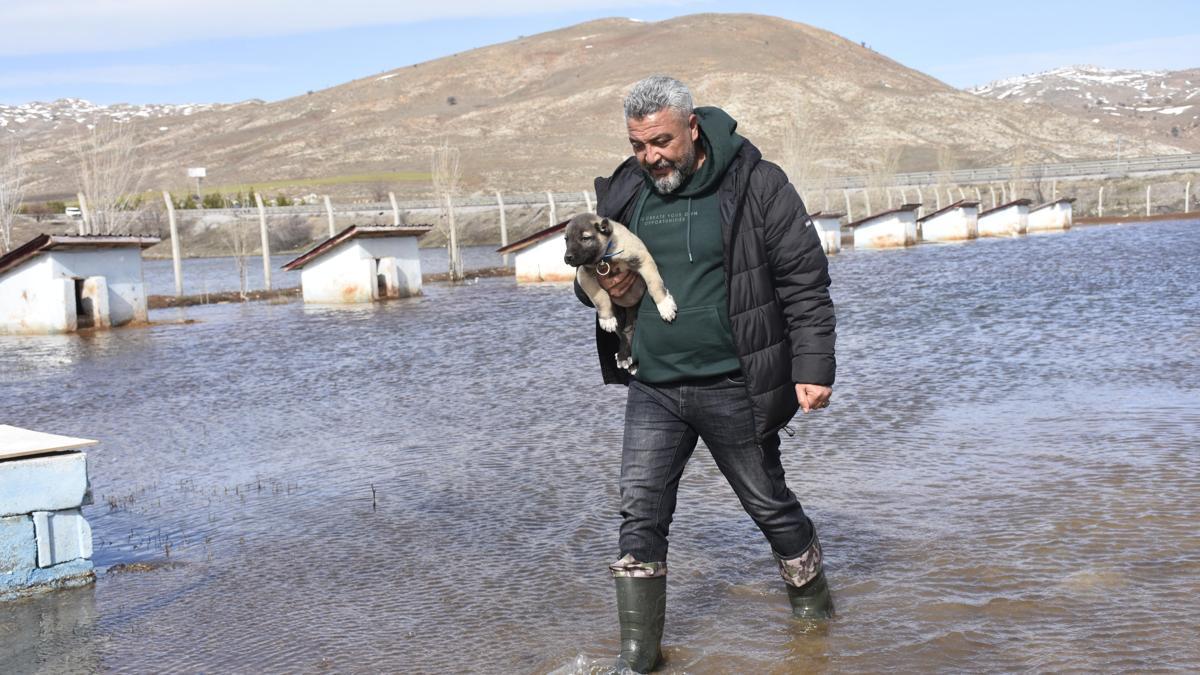 Kangal köpeği çiftliği su altında kaldı