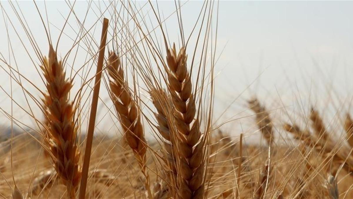 TMOdan piyasaya müdahale: 1,2 milyon tonun üzerinde buğday satışa açıldı