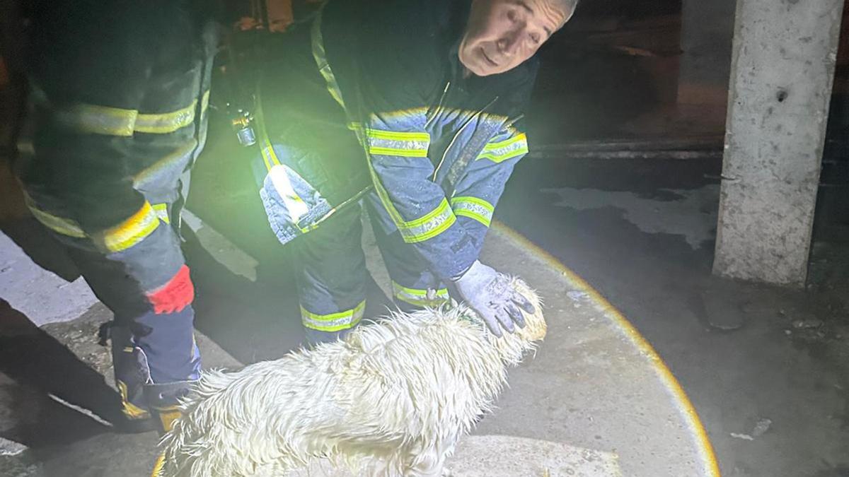 Asansör boşluğuna düşen köpek kurtarıldı