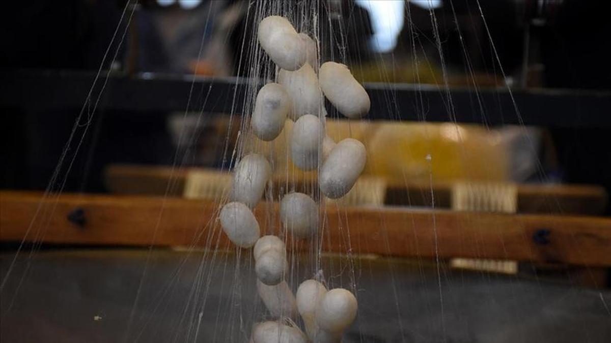 KOZABİRLİK hedef büyüttü: 2028de 250 ton yaş koza üretimi