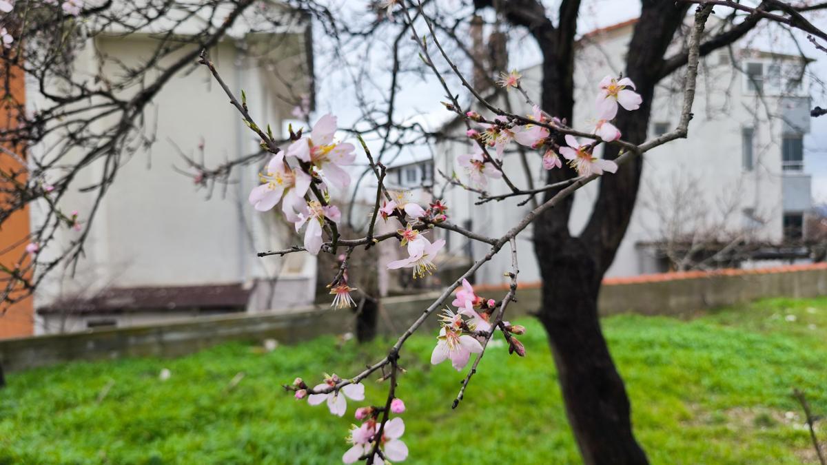 Edirne'de meyve ağaçları, şubat ayında çiçek açtı