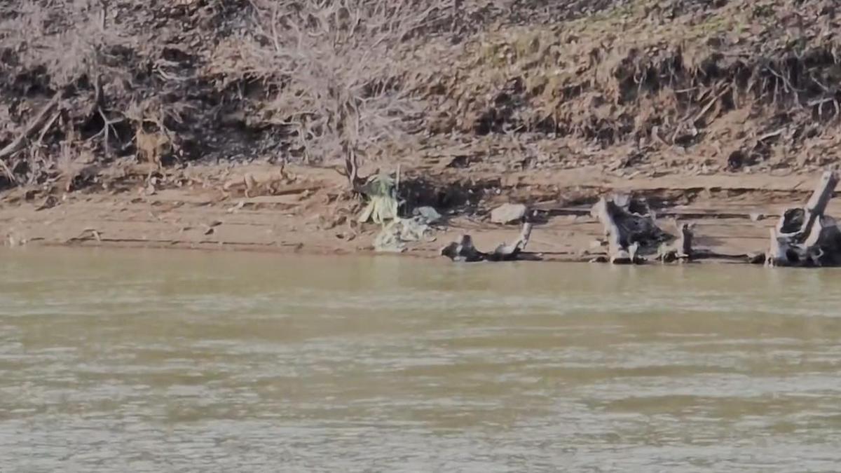 Bingölde tilkinin balık avı kamerada
