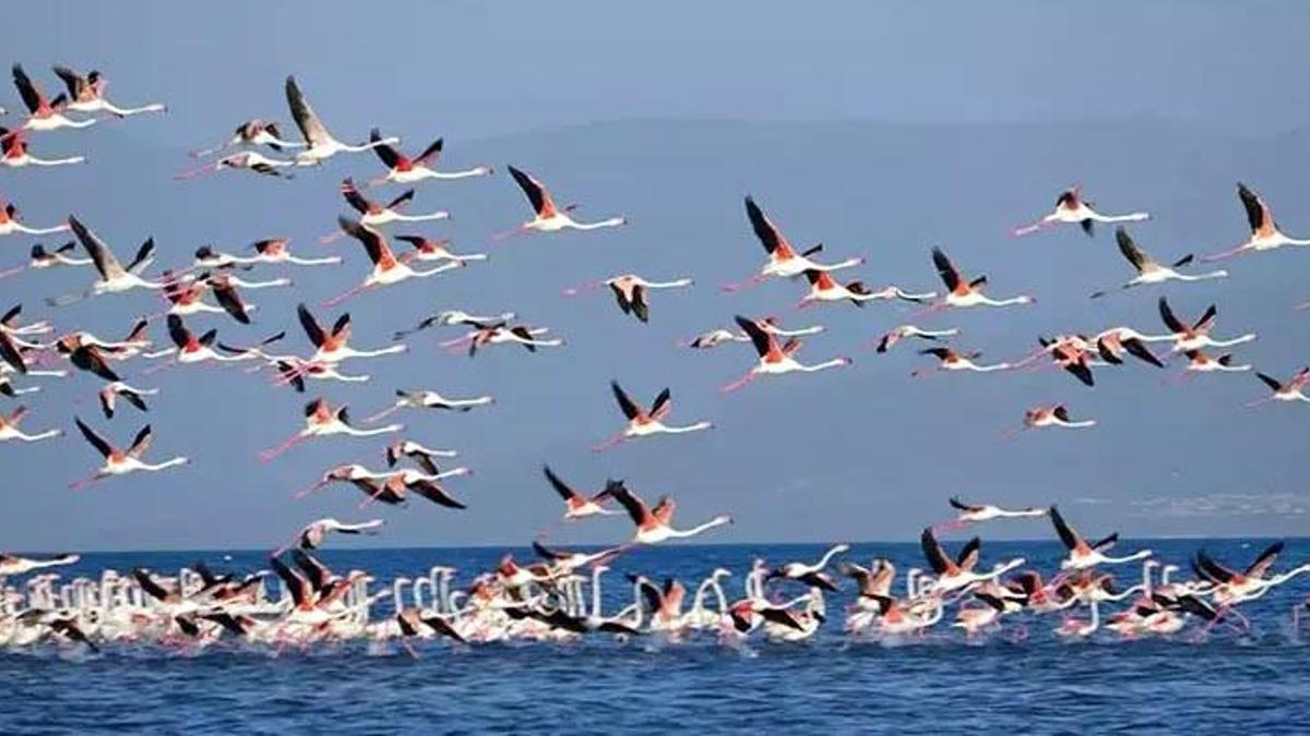 Flamingoların konaklandığı Van Gölü'nde geri çekilme ile birlikte adacıklar oluştu