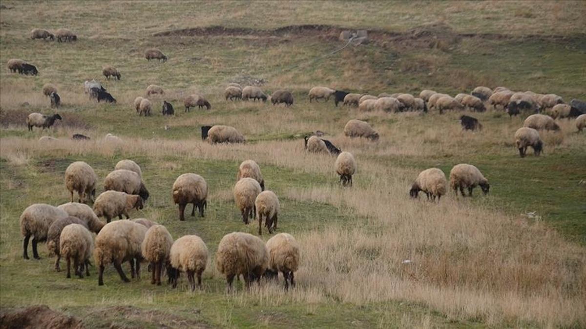 Kırsalda bereket projesi başlıyor: 150 bin küçükbaş dağıtılacak