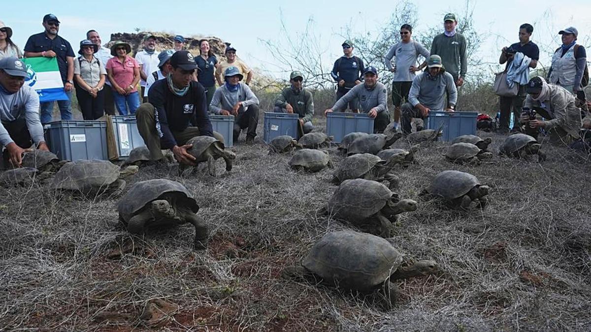 İnsanoğlu sonunu getirmişti: Yok oluşun ardından 150 yıl sonra geri dönüyorlar