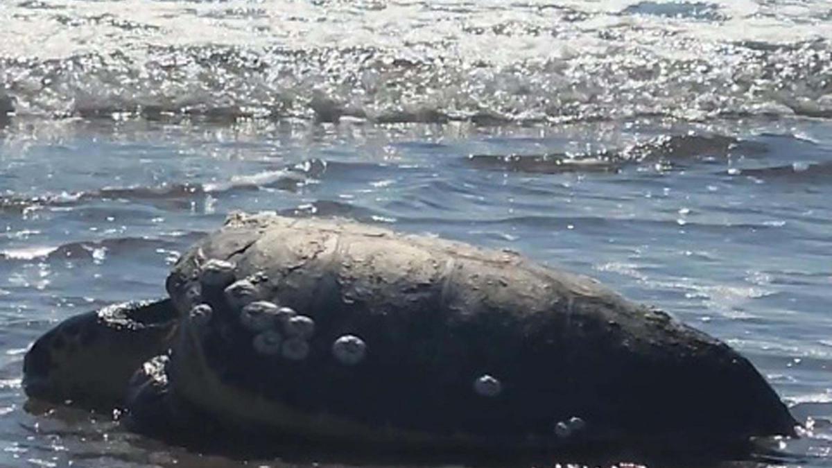 Çanakkalede karaya vuran caretta caretta kurtarıldı