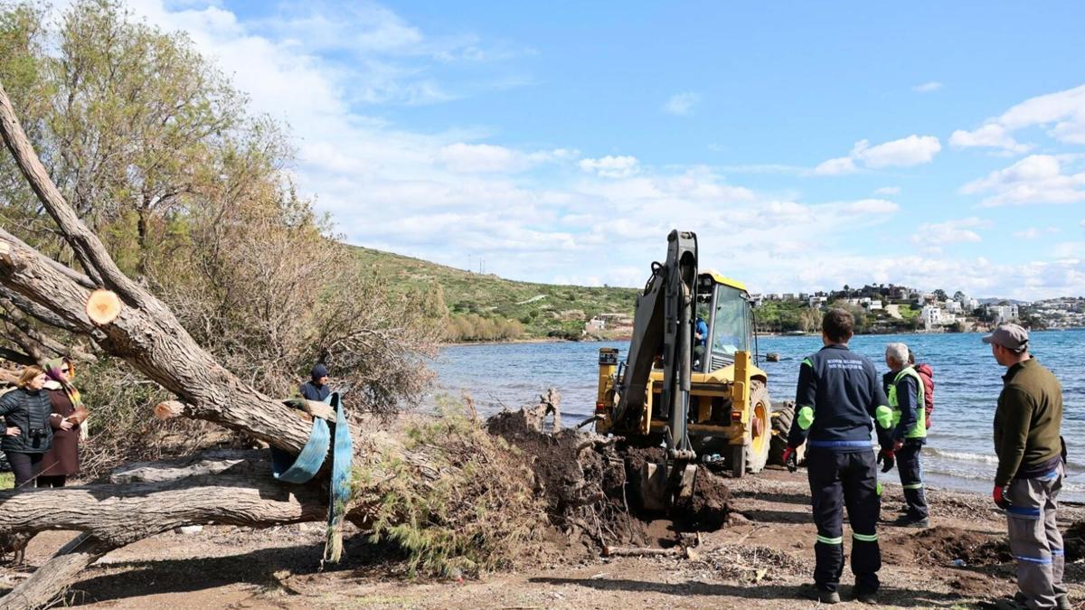 Bodrum'da fırtınada devrilen ılgın ağaçları yeniden toprakla buluşuyor