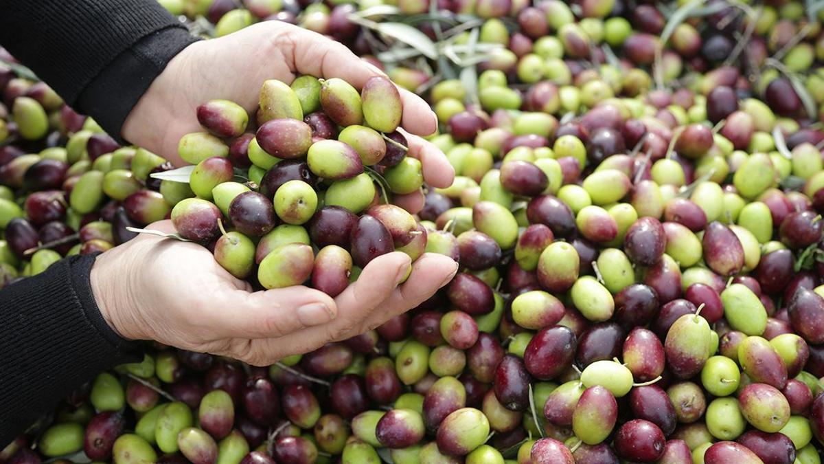 Milas Çekişke zeytinine AB tescili yolda