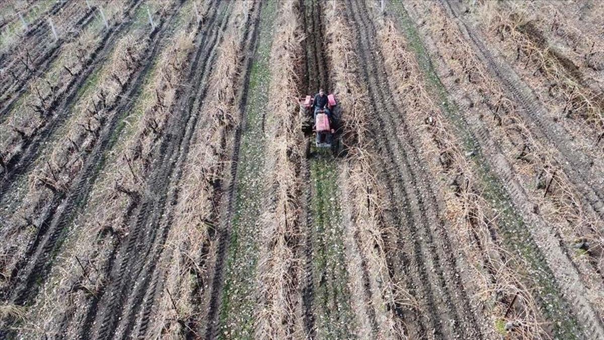Elazığda yoğun kar üzüm üreticisini sevindirdi: Verim artışı bekleniyor