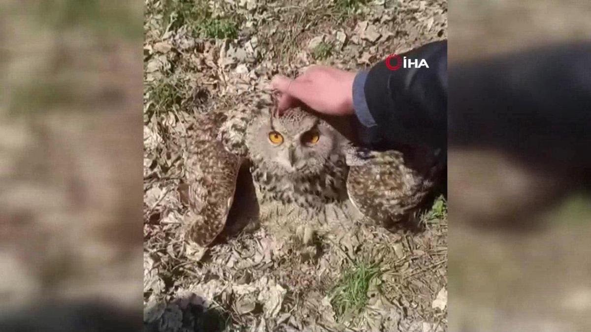 Bulduğu baykuşu fıstık diyerek sevdi