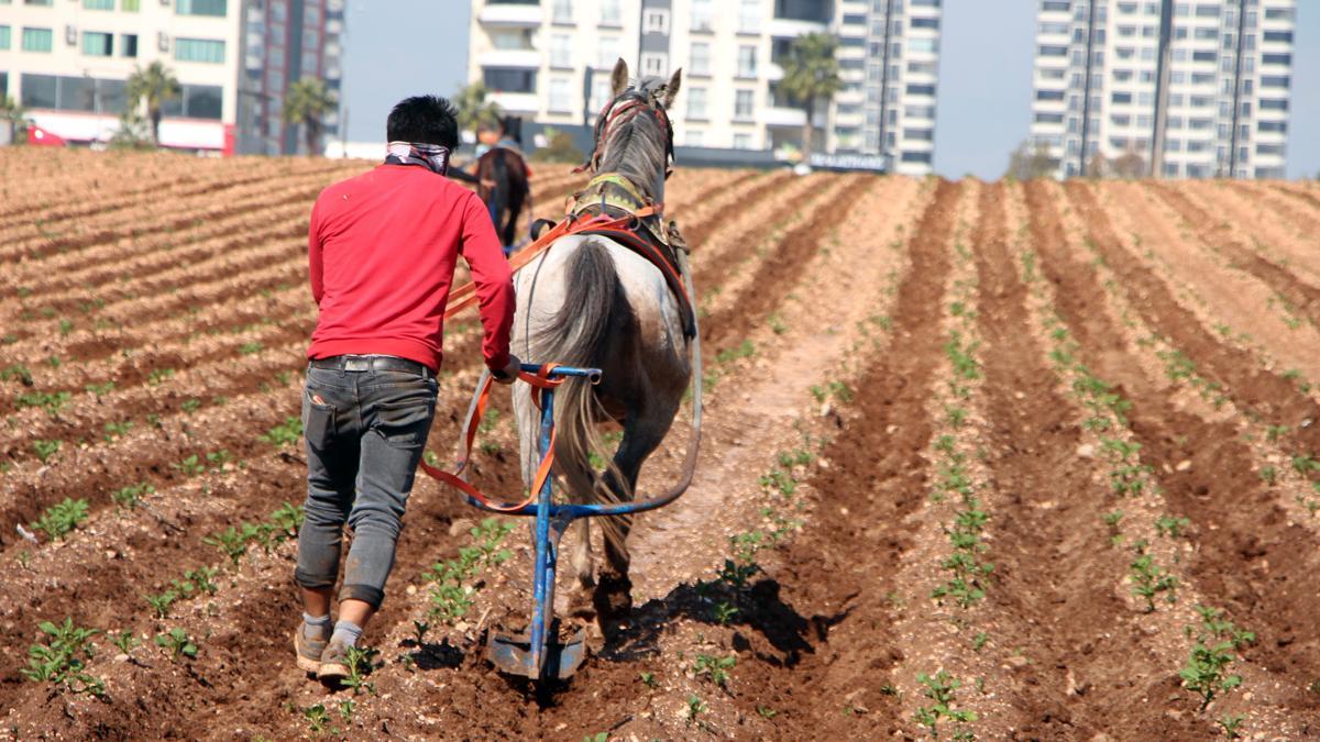 Atlara bağladığı sapanlarla yabani otları temizledi; tepkilere yol açtı