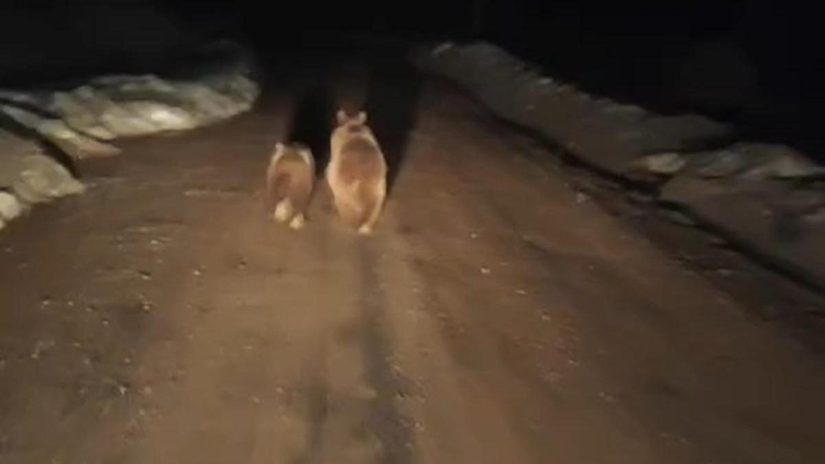 Siirtte köy yoluna inen ayı ve yavrusu kamerada