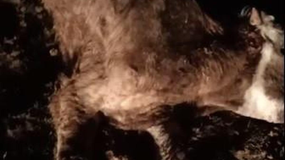 Kırşehirde 13 hayvan, ölü bulundu